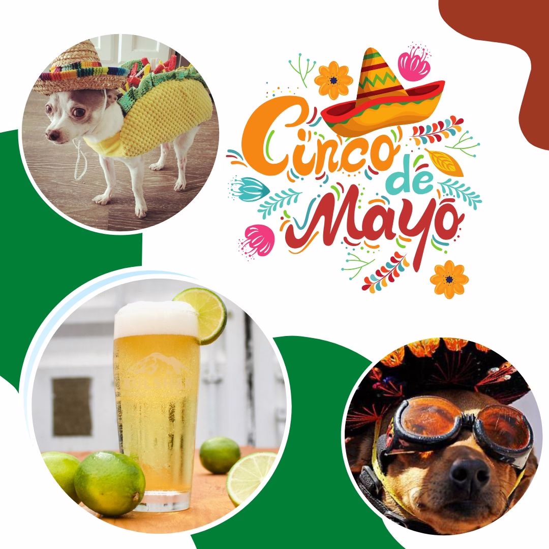 Chihuahua Meet-Up at The Drafty Dane – Cinco de Mayo Celebration!
Calling all Chihuahua lovers! This Monday, May 5th, join us at The Drafty Dane for a Cinco de Mayo Chihuahua Meet-Up you won’t want to miss!
Bring your pint-sized pups and celebrate with fellow dog lovers from 4 PM till close. We’ll have:
	•	Beer & Margarita Specials all night
	•	Giant yard perfect for your little amigos
	•	Photo ops, fun vibes, and plenty of tail wags
Whether your Chi rocks a sombrero or just wants to chill in the sunshine, this night’s all about good times and even better company.
Let’s make it a paw-ty!
Tag your Chihuahua crew and get ready for a fiesta! #draftydane #breedmeetup #cincodemayo #chihuahua #chihuahuameetup #margaritamondays